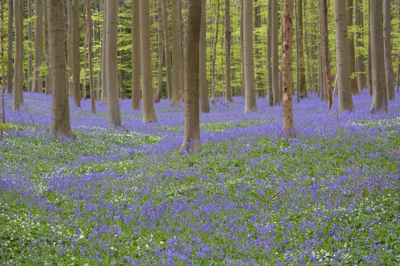 Belgian forrest, covered with bluebells (Hyacinthoides non-scripta)